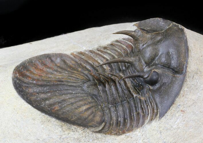 Undescribed Trilobite (aff Bojoscutellum) - Very Rare #44449